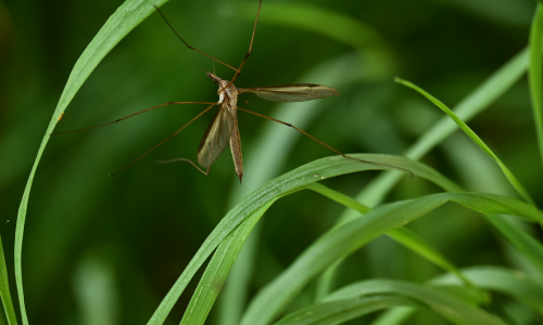 Mosquito posado en unas plantas verdes