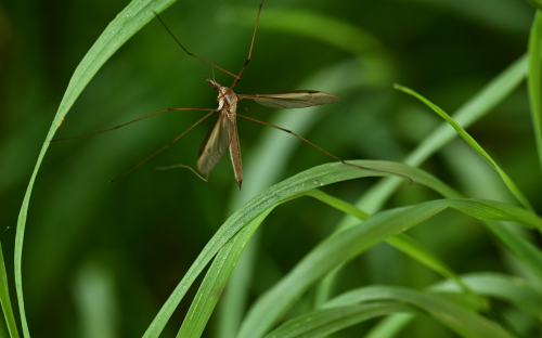 Mosquito posado en unas plantas verdes