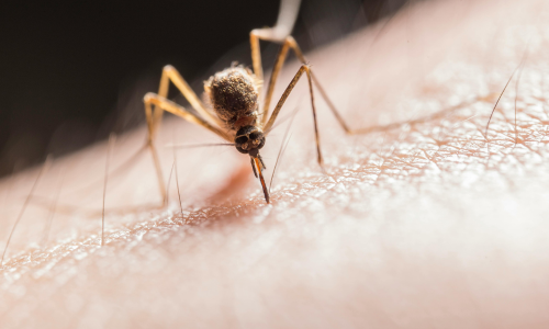 Mosquito Culex, trasmisor del virus del Nilo Occidental, picando a una persona