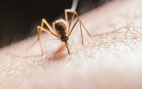 Mosquito Culex, trasmisor del virus del Nilo Occidental, picando a una persona