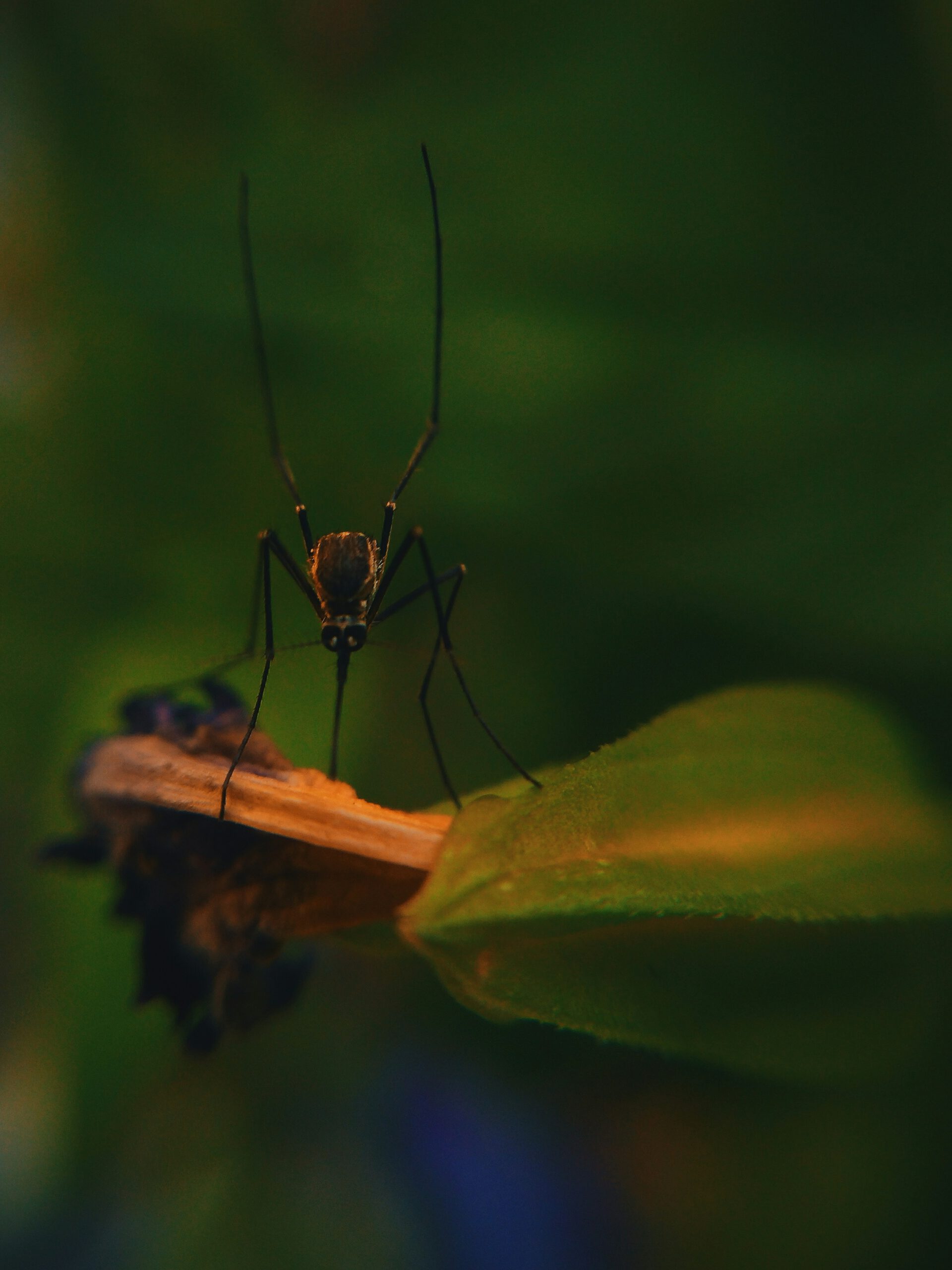 Mosquito en el bosque posado en una hoja