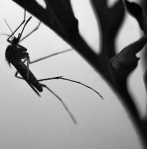 Mosquito en blanco y negro colgado de una planta