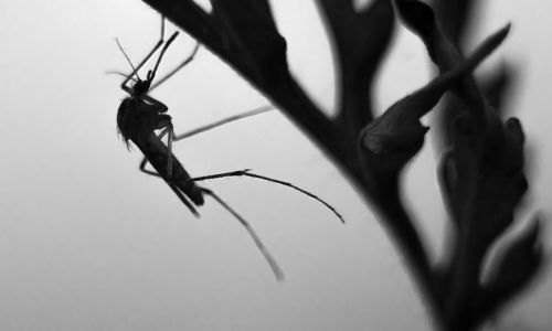 Mosquito en blanco y negro colgado de una planta