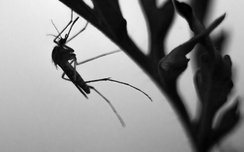 Mosquito en blanco y negro colgado de una planta